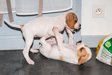 CHIOTS CALINE 30-31-oct , Chiots Caline oct21  65 