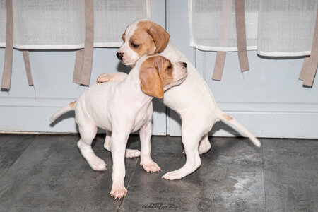 CHIOTS CALINE 30-31-oct , Chiots Caline oct21  66 