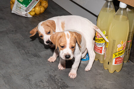 CHIOTS CALINE 30-31-oct , Chiots Caline oct21  67 