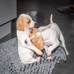 CHIOTS CALINE 30-31-oct , Chiots Caline oct21  68 