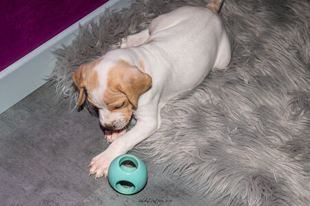 CHIOTS CALINE 30-31-oct , Chiots Caline oct21  72 