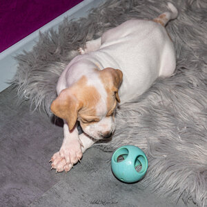 CHIOTS CALINE 30-31-oct , Chiots Caline oct21  73 