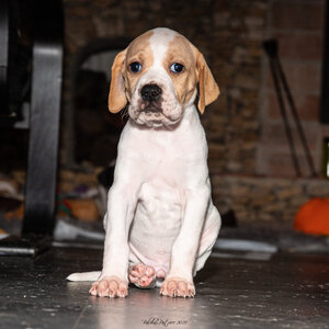 CHIOTS CALINE 30-31-oct , Chiots Caline oct21  77 
