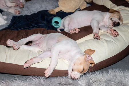 CHIOTS CALINE 30-31-oct , Chiots Caline oct21  80 