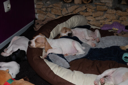CHIOTS CALINE 30-31-oct , Chiots Caline oct21  81 