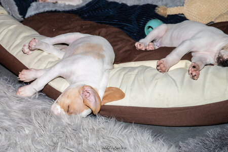 CHIOTS CALINE 30-31-oct , Chiots Caline oct21  82 