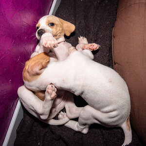 CHIOTS CALINE 30-31-oct , Chiots Caline oct21  89 