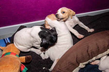 CHIOTS CALINE 30-31-oct , Chiots Caline oct21  90 