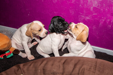 CHIOTS CALINE 30-31-oct , Chiots Caline oct21  91 