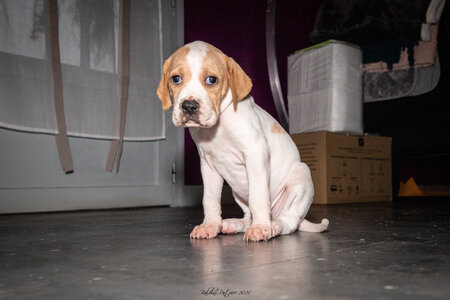 CHIOTS CALINE 30-31-oct , Chiots Caline oct21  92 