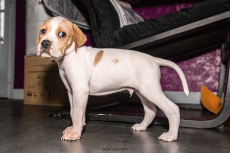 CHIOTS CALINE 30-31-oct , Chiots Caline oct21  93 