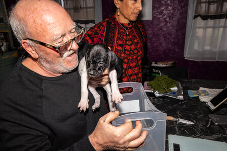 CHIOTS CALINE 30-31-oct , Chiots Caline oct21  95 