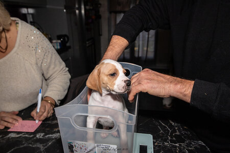 CHIOTS CALINE 30-31-oct , Chiots Caline oct21  104 