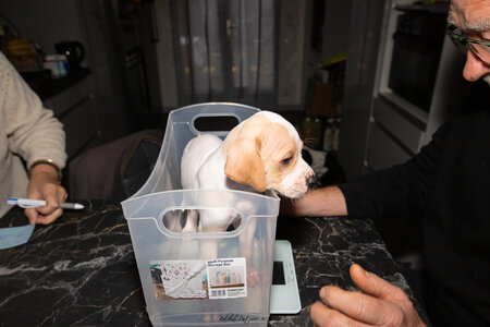 CHIOTS CALINE 30-31-oct , Chiots Caline oct21  110 