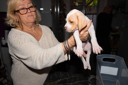 CHIOTS CALINE 30-31-oct , Chiots Caline oct21  121 