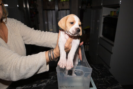 CHIOTS CALINE 30-31-oct , Chiots Caline oct21  122 