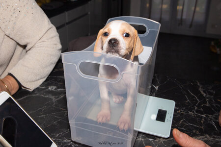 CHIOTS CALINE 30-31-oct , Chiots Caline oct21  123 
