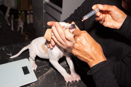 CHIOTS CALINE 30-31-oct , Chiots Caline oct21  125 