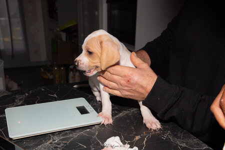CHIOTS CALINE 30-31-oct , Chiots Caline oct21  126 