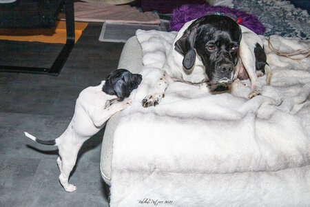 CHIOTS CALINE 30-31-oct , Chiots Caline oct21  127 