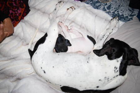 CHIOTS CALINE 30-31-oct , Chiots Caline oct21  128 
