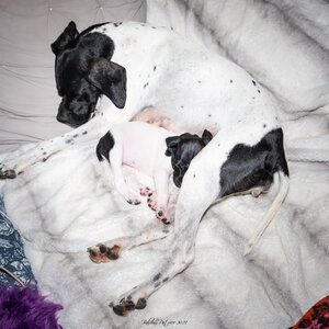 CHIOTS CALINE 30-31-oct , Chiots Caline oct21  129 
