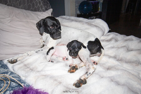 CHIOTS CALINE 30-31-oct , Chiots Caline oct21  130 