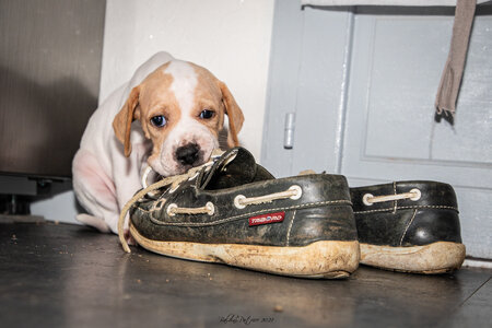 CHIOTS CALINE 30-31-oct , Chiots Caline oct21  132 