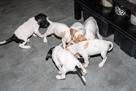 CHIOTS CALINE 30-31-oct , Chiots Caline oct21  133 