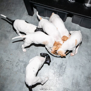 CHIOTS CALINE 30-31-oct , Chiots Caline oct21  134 