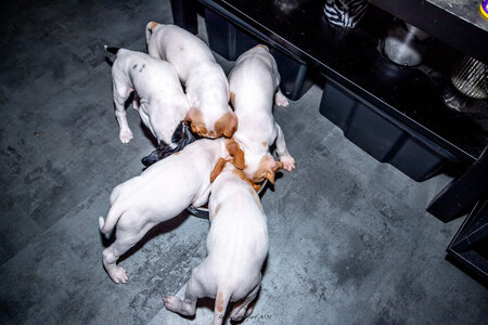 CHIOTS CALINE 30-31-oct , Chiots Caline oct21  136 