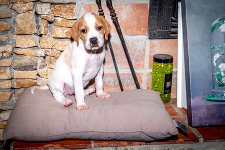 CHIOTS CALINE 30-31-oct , Chiots Caline oct21  137 