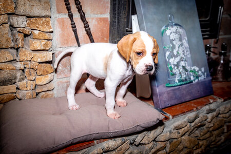 CHIOTS CALINE 30-31-oct , Chiots Caline oct21  138 