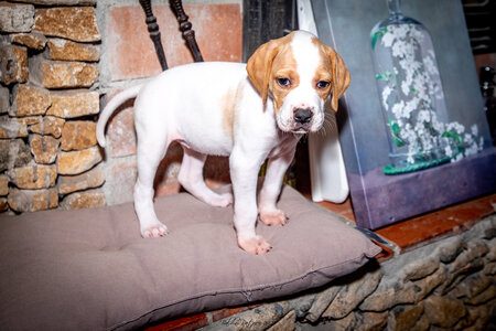 CHIOTS CALINE 30-31-oct , Chiots Caline oct21  139 