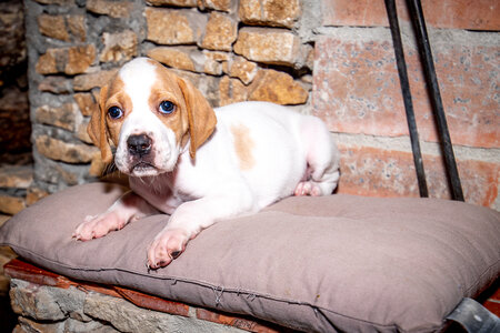 CHIOTS CALINE 30-31-oct , Chiots Caline oct21  140 