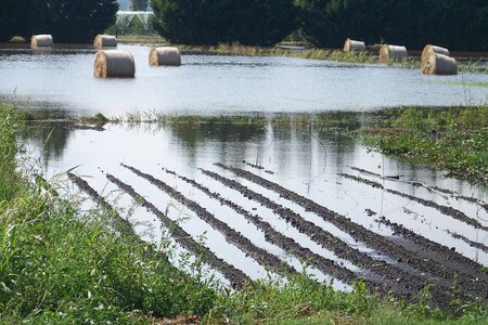 pluie de septembre, semis de radis noirs sur buttes, à droite patate douce au milieu l'irrigation