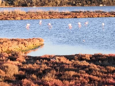 2021 11 Sete, 2021_11_29 Etang de Thau 003