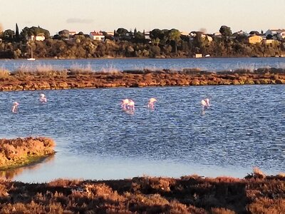 2021 11 Sete, 2021_11_29 Etang de Thau 004