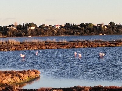 2021 11 Sete, 2021_11_29 Etang de Thau 005