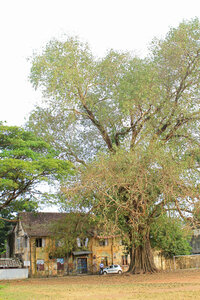 kérala by marck, IMG_1016