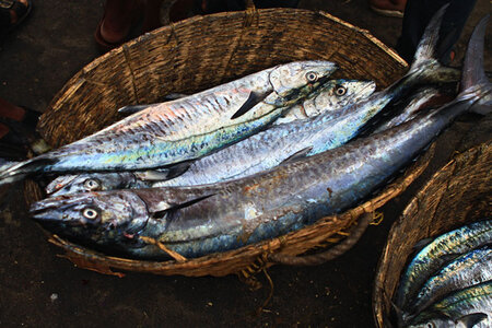 kérala by marck, IMG_1073