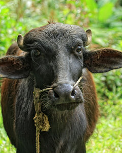 kérala by marck, IMG_2374