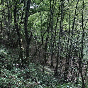 Arko, W38 - Hieres-sur-Amby - Site arch&eacute;ologique de Larina 55