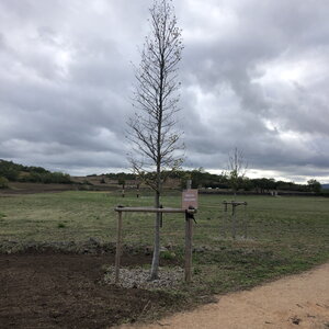 Arko, W63 - Corent - Oppidum de Corent 1