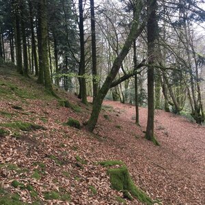 Arko, 71 - Bibracte - Rempart Oppidum 1