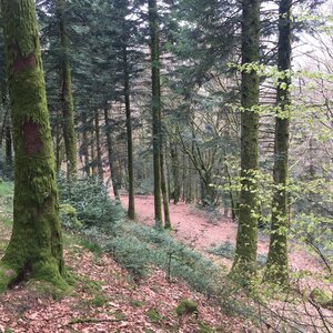 Arko, 71 - Bibracte - Rempart Oppidum 2