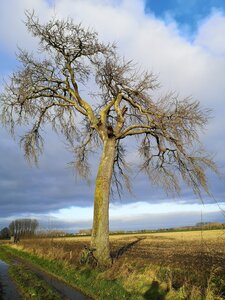 Les arbres remarquables du parc naturel régionale Scarpe-Escaut, Le Grisard, dit le Gros Arbre