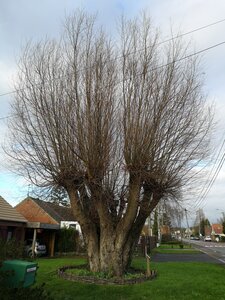 Les arbres remarquables du parc naturel régionale Scarpe-Escaut, Le saule tétard de l'Elpret