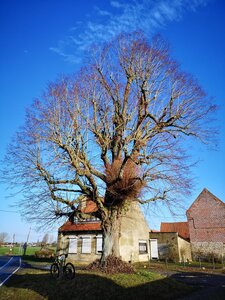 Les arbres remarquables du parc naturel régionale Scarpe-Escaut, Le tilleul de la cense de Hongrie