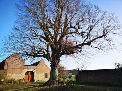 Les arbres remarquables du parc naturel régionale Scarpe-Escaut, Le tilleul de la cense de Hongrie